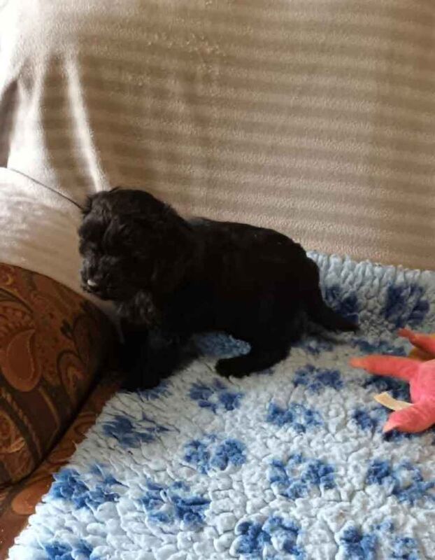 Cockapoo puppies for sale in Okehampton, Devon – KC registered, 9 weeks old - Image 3 of 3