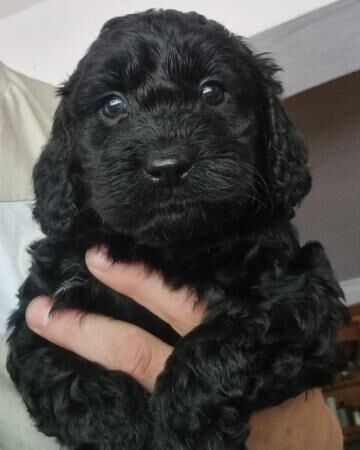 Buy and sell Cockapoo puppies and dogs online | Cockapoo Owners