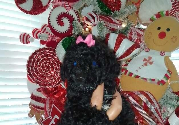 Cockapoo puppies for sale in Wellingborough, Northamptonshire – 1 year old - Image 2 of 3