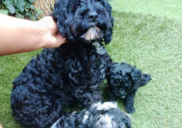 Cockapoo puppies for sale in Wellingborough, Northamptonshire – 1 year old - Image 3 of 3
