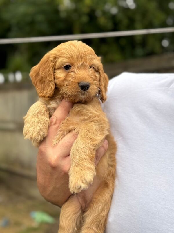 Cockapoo puppies for sale in Swindon, Wiltshire – 8 weeks old