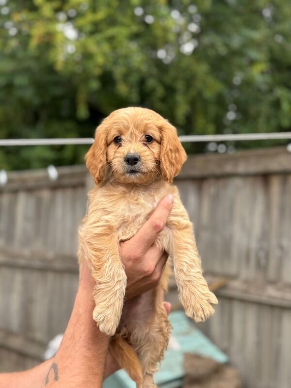 Cockapoo puppies for sale in Swindon, Wiltshire – 8 weeks old - Image 2 of 3