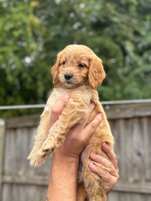 Cockapoo puppies for sale in Swindon, Wiltshire – 8 weeks old - Image 3 of 3