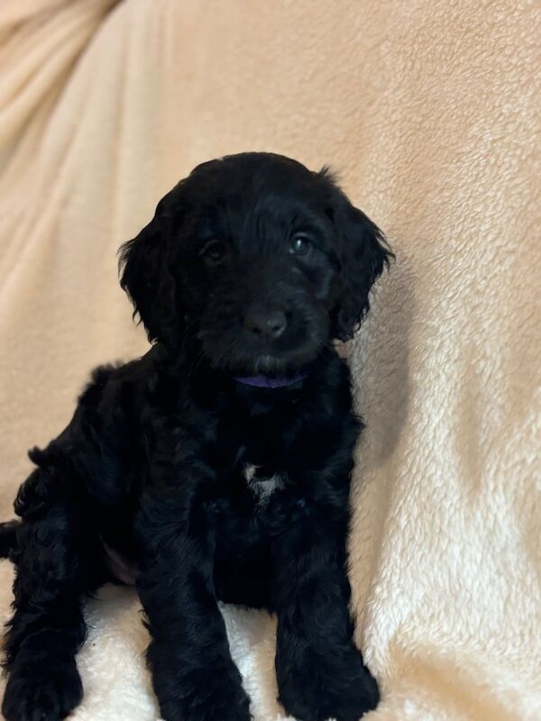 Cockapoo puppies for sale in Rothwell, West Yorkshire – 3 months old - Image 2 of 3