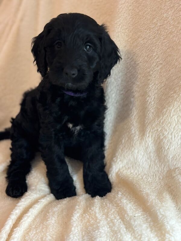 Cockapoo puppies for sale in Rothwell, West Yorkshire – 3 months old - Image 3 of 3