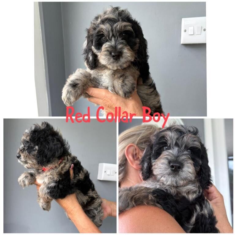READY NOW F1 cockapoo puppies - Image 2 of 3