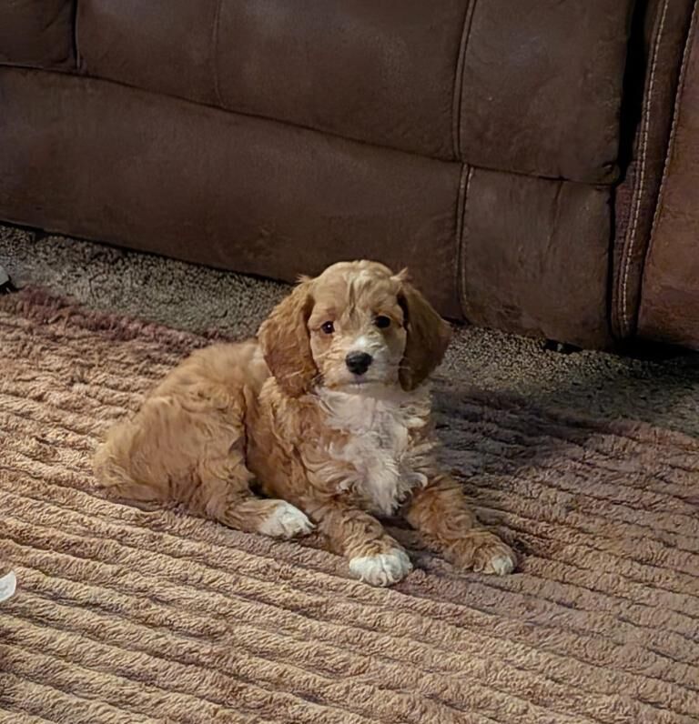 READY NOW F1b Toy Cockapoo