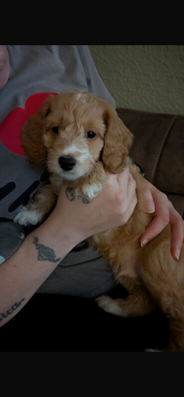 READY NOW F1b Toy Cockapoo - Image 2 of 4