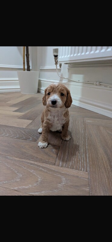 READY NOW F1b Toy Cockapoo - Image 4 of 4