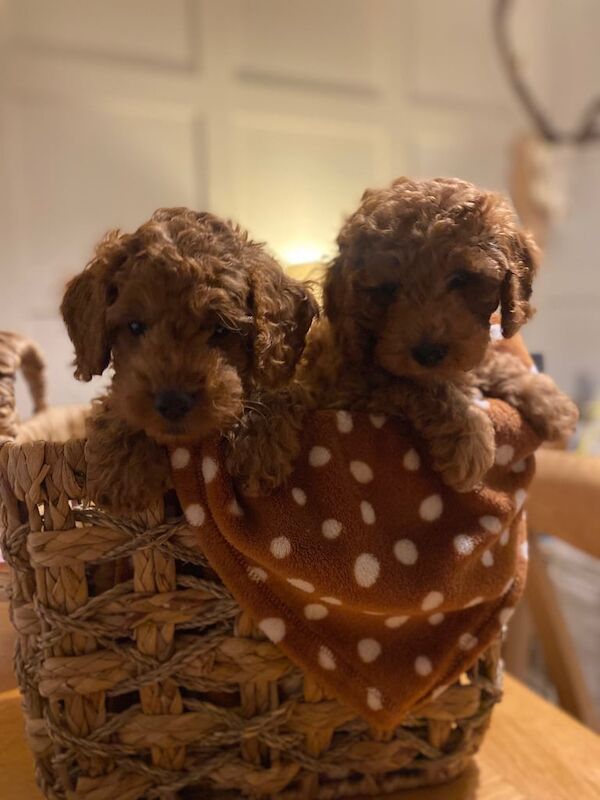 Cockapoo puppies for sale in Swindon, Wiltshire – KC registered, 9 weeks old