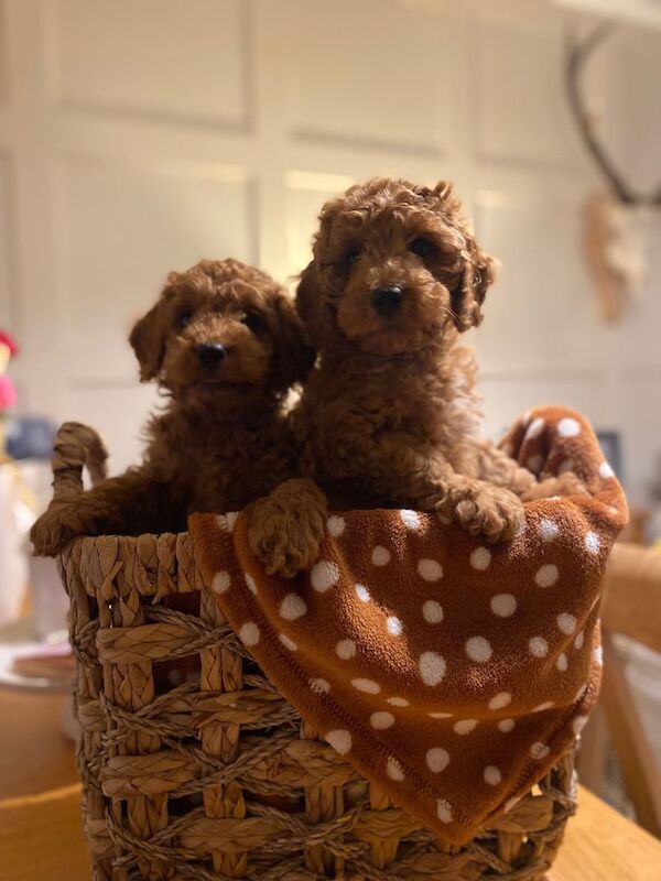 Cockapoo puppies for sale in Swindon, Wiltshire – KC registered, 9 weeks old - Image 2 of 3