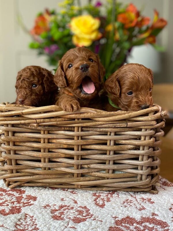 Cockapoo puppies for sale in Swindon, Wiltshire – KC registered, 9 weeks old - Image 3 of 3