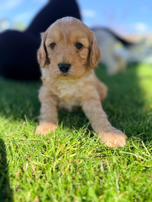 Ready now-Stunning F2 cockapoo puppies