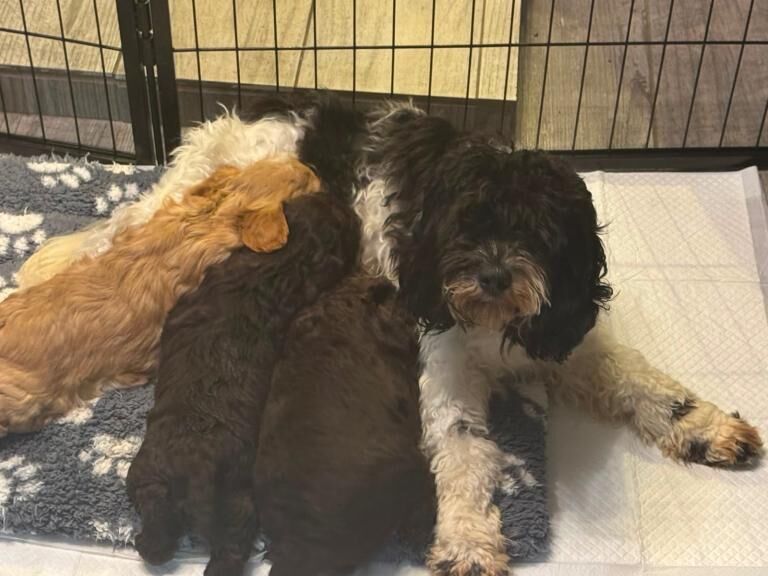 Ready now-Stunning F2 cockapoo puppies - Image 2 of 4