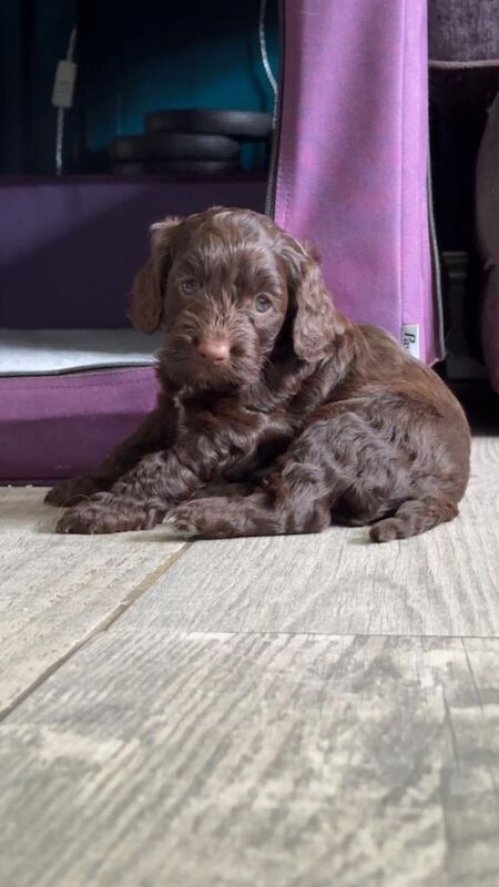 Ready now-Stunning F2 cockapoo puppies - Image 3 of 4