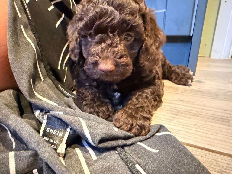 Ready now-Stunning F2 cockapoo puppies - Image 4 of 4