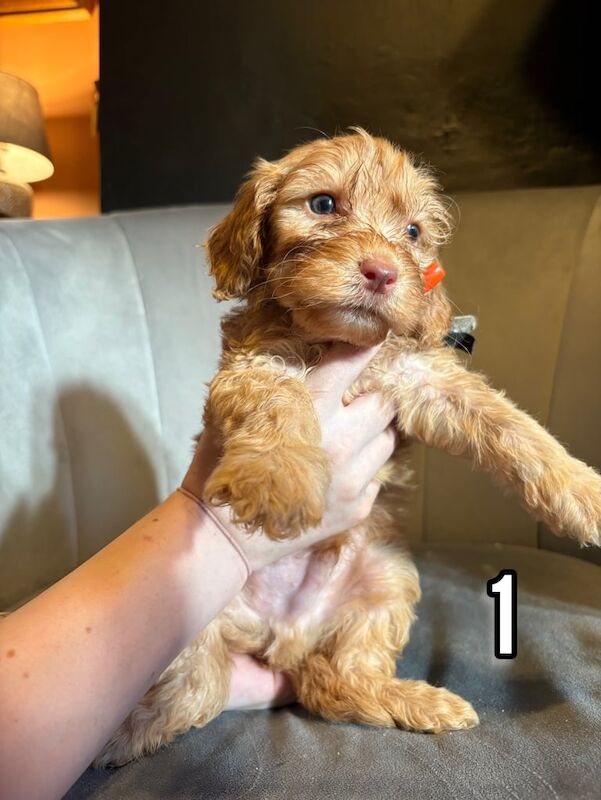 Cockapoo puppies for sale in Sandwell, West Midlands – 6 weeks old