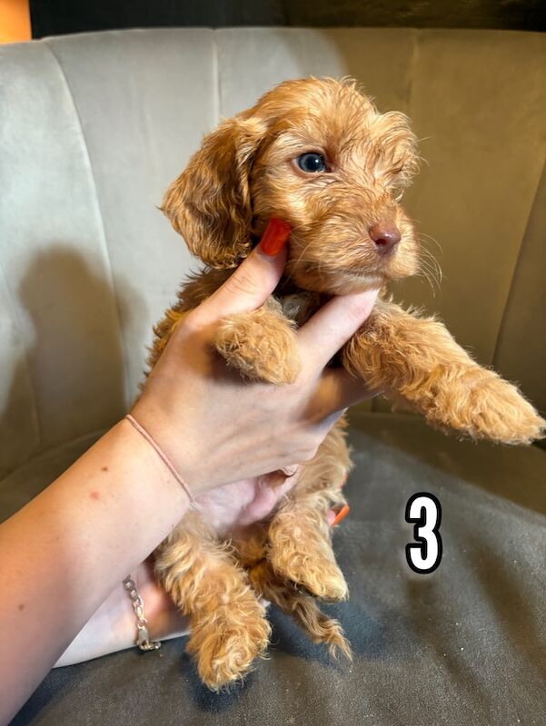 Cockapoo puppies for sale in Sandwell, West Midlands – 7 weeks old - Image 2 of 3