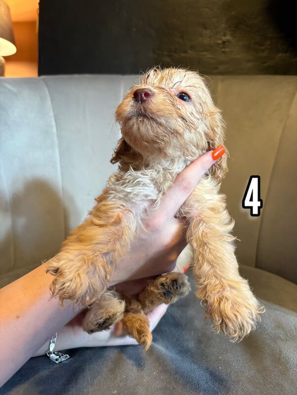 Cockapoo puppies for sale in Sandwell, West Midlands – 7 weeks old - Image 3 of 3