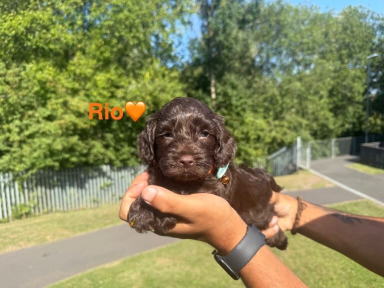 Ready to be reserved cockapoo puppies