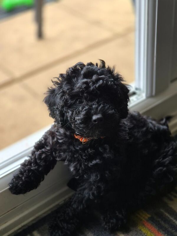 One girl left F1bb cockapoo puppies - Image 2 of 8