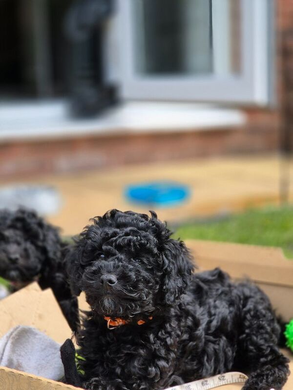 One girl left F1bb cockapoo puppies - Image 3 of 8