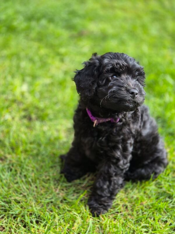 One girl left F1bb cockapoo puppies - Image 4 of 8