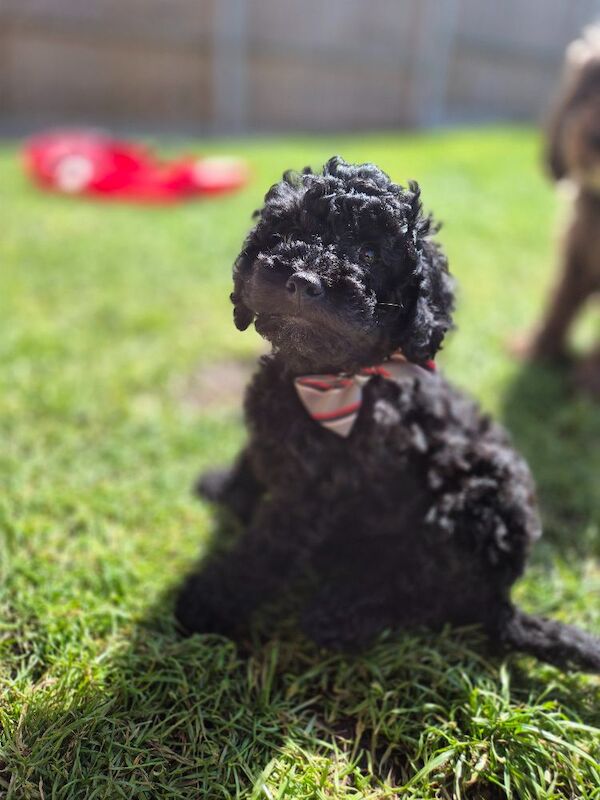One girl left F1bb cockapoo puppies - Image 5 of 8