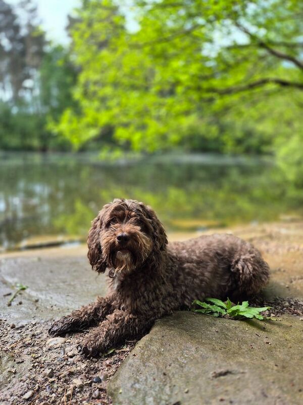 One girl left F1bb cockapoo puppies - Image 6 of 8