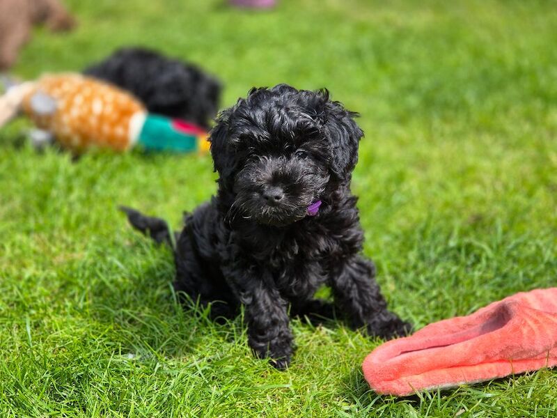 One girl left F1bb cockapoo puppies - Image 7 of 8