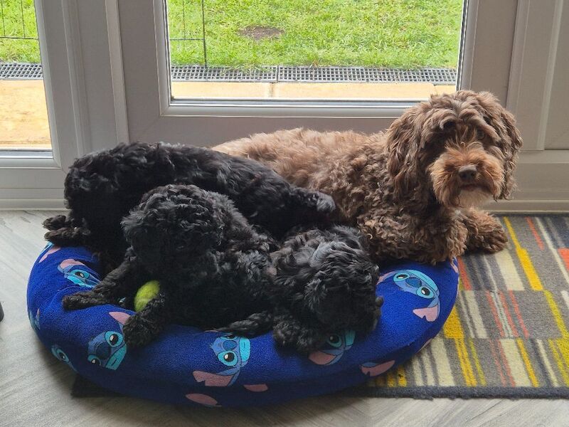 One girl left F1bb cockapoo puppies - Image 8 of 8