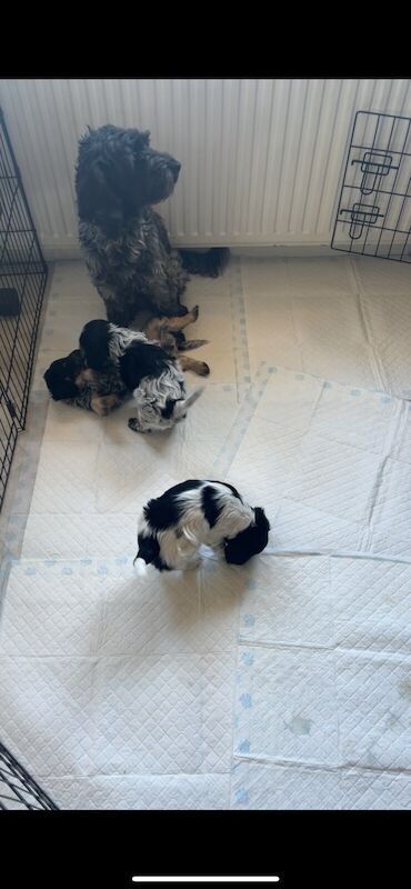Cockapoo puppies for sale in Lingfield, Surrey – 10 months old - Image 2 of 3