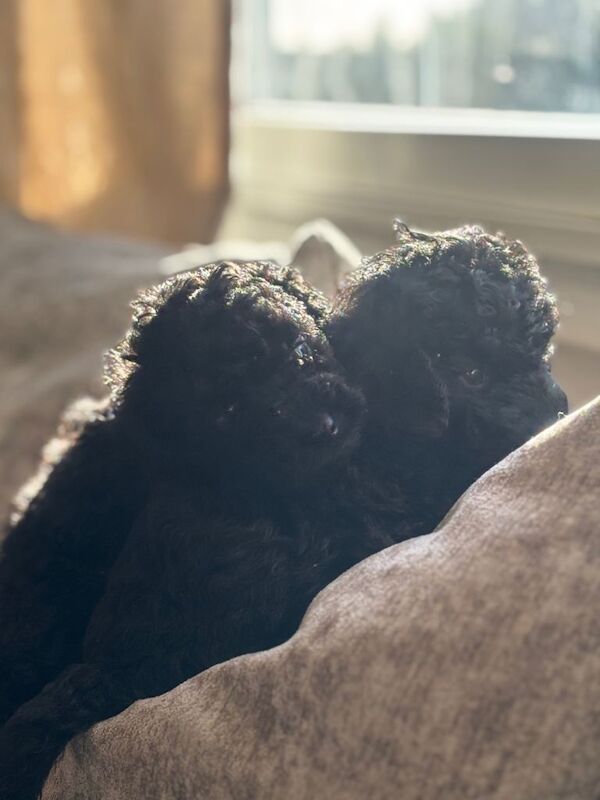 ‼️READY TO LEAVE ‼️Beautiful F1b Cockapoo puppies