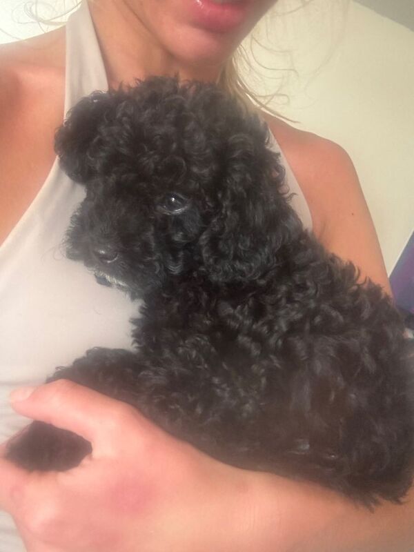 ‼️READY TO LEAVE ‼️Beautiful F1b Cockapoo puppies - Image 2 of 6
