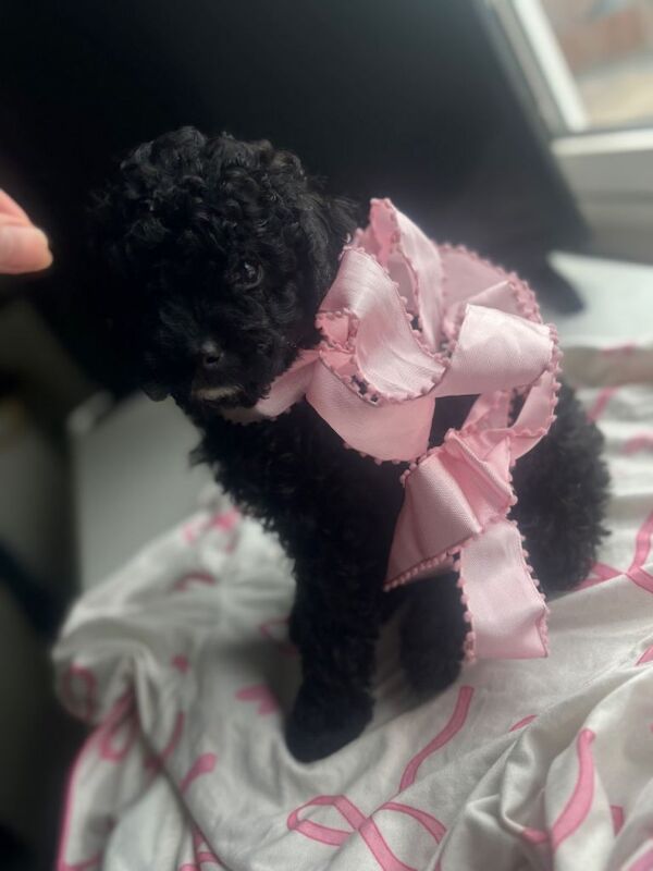 ‼️READY TO LEAVE ‼️Beautiful F1b Cockapoo puppies - Image 3 of 6