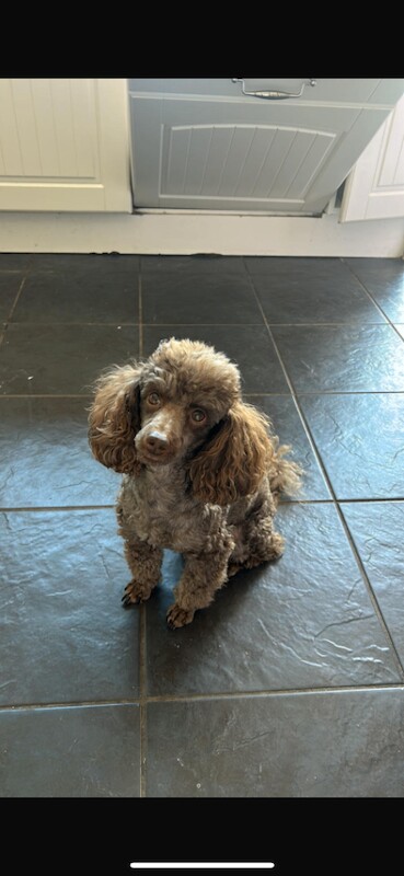 ‼️READY TO LEAVE ‼️Beautiful F1b Cockapoo puppies - Image 4 of 6