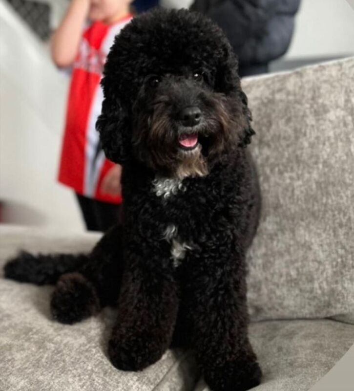 ‼️READY TO LEAVE ‼️Beautiful F1b Cockapoo puppies - Image 5 of 6