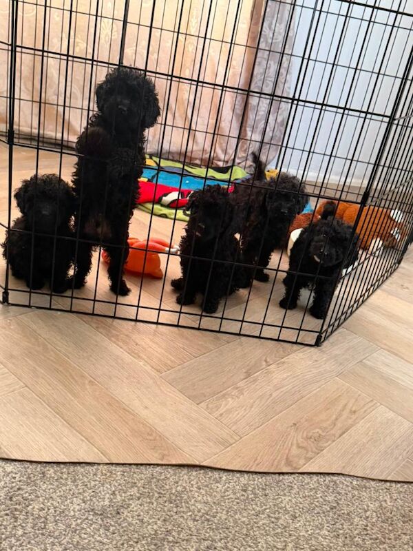 ‼️READY TO LEAVE ‼️Beautiful F1b Cockapoo puppies - Image 6 of 6