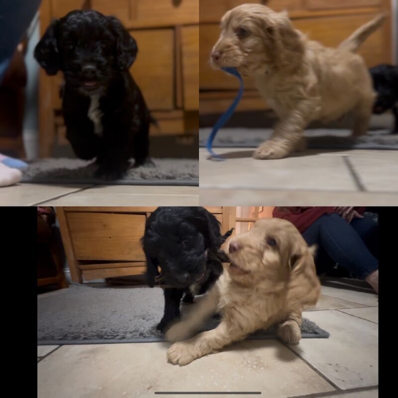 Ready to leave PRA CLEAR healthy cockapoo puppies - Image 1 of 15