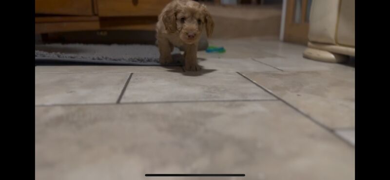 Ready to leave PRA CLEAR healthy cockapoo puppies - Image 2 of 15