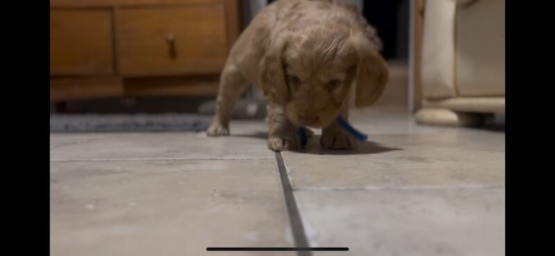 Ready to leave PRA CLEAR healthy cockapoo puppies - Image 3 of 15