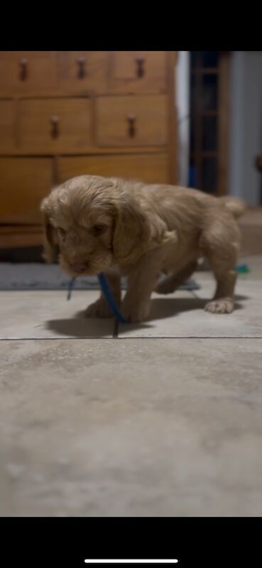 Ready to leave PRA CLEAR healthy cockapoo puppies - Image 4 of 15