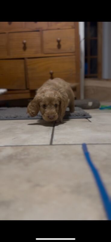 Ready to leave PRA CLEAR healthy cockapoo puppies - Image 5 of 15