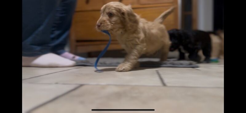 Ready to leave PRA CLEAR healthy cockapoo puppies - Image 6 of 15