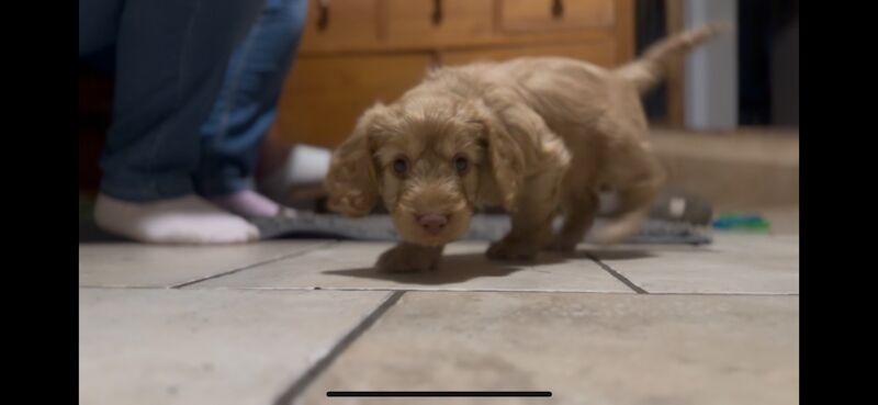 Ready to leave PRA CLEAR healthy cockapoo puppies - Image 7 of 15