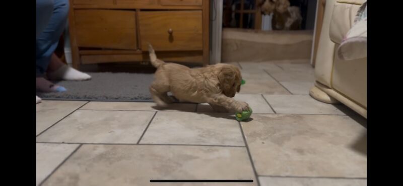 Ready to leave PRA CLEAR healthy cockapoo puppies - Image 8 of 15
