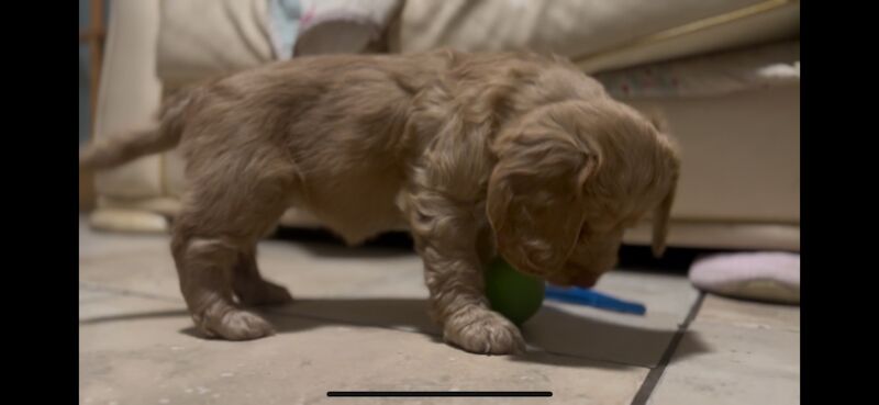 Ready to leave PRA CLEAR healthy cockapoo puppies - Image 9 of 15