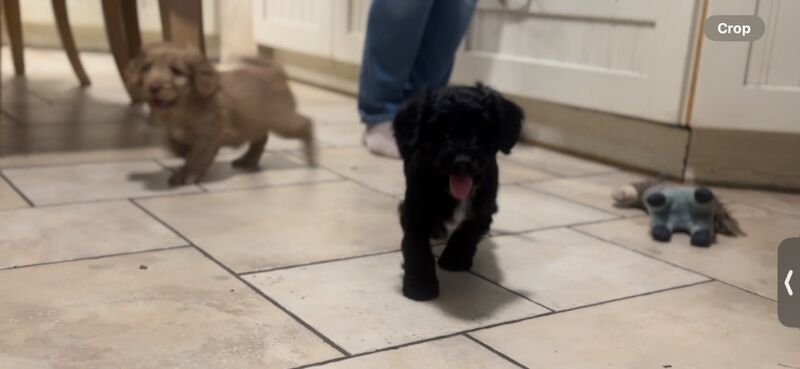 Ready to leave PRA CLEAR healthy cockapoo puppies - Image 11 of 15
