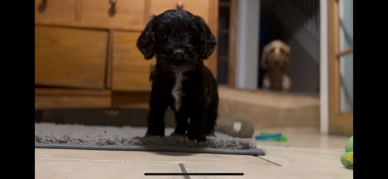 Ready to leave PRA CLEAR healthy cockapoo puppies - Image 12 of 15