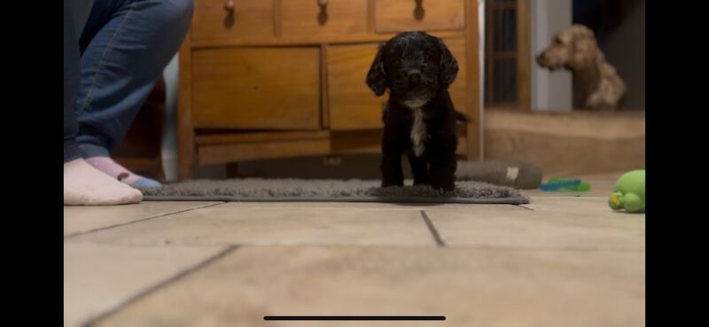 Ready to leave PRA CLEAR healthy cockapoo puppies - Image 13 of 15